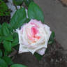 Hugo Roller rose photo