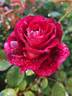 Famosa rose photo