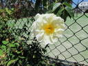 Milkmaid rose photo