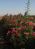 Highwire Flyer™ rose photo