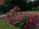 Highwire Flyer™ rose photo