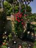 Highwire Flyer™ rose photo