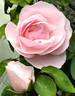 Souvenir de St. Anne's rose photo