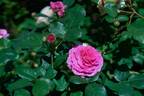 Noble Antony rose photo