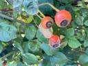 Constance Spry rose photo