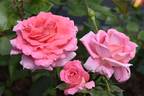 About Fashion rose photo