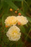 Callisto rose photo