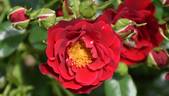 Ruby Ribbons rose photo