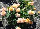 HORumba rose photo