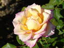 5121-04-1 rose photo