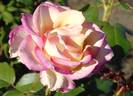 5121-04-1 rose photo