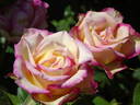 5121-04-1 rose photo