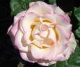 5121-04-1 rose photo