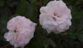 Whata Beauty rose photo