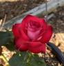 Caboose rose photo