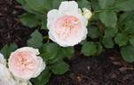 3004 rose photo