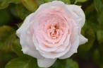 3004 rose photo