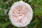 3004 rose photo
