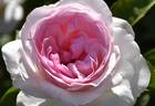 4016 rose photo