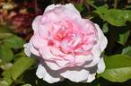 4016 rose photo