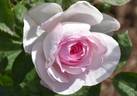 4016 rose photo