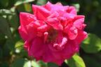 12-58-1 rose photo