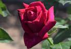 12-58-1 rose photo