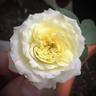 Kaikyo rose photo