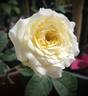 Kaikyo rose photo