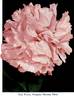 Fragrans Maxima Plena peony photo