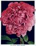 Reine Elisabeth peony photo