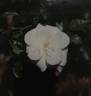 Silver Moon rose photo