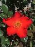 Playtime ™ rose photo