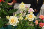 Angel View rose photo