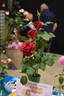 Black Tie rose photo