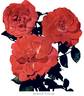 Improved Lafayette rose photo