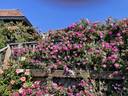 Old Blush, Cl. rose photo