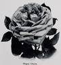 Magna Charta rose photo