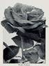 Hugh Dickson rose photo