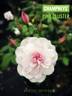 Champneys' Pink Cluster rose photo