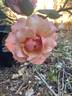 Gruss an Coburg rose photo