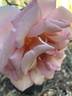 Gruss an Coburg rose photo
