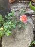 Henri Barruet rose photo