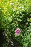 September Morn rose photo