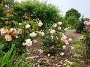 Cressida rose photo
