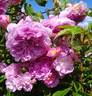 Donaunymphe rose photo