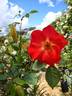 CHEworangemane rose photo