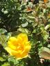 Grace N’ Grit ™ Yellow rose photo