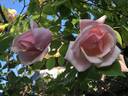 Belle Portugaise rose photo