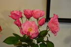 Pink Simplicity rose photo